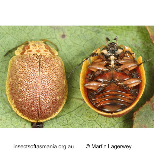 Species image