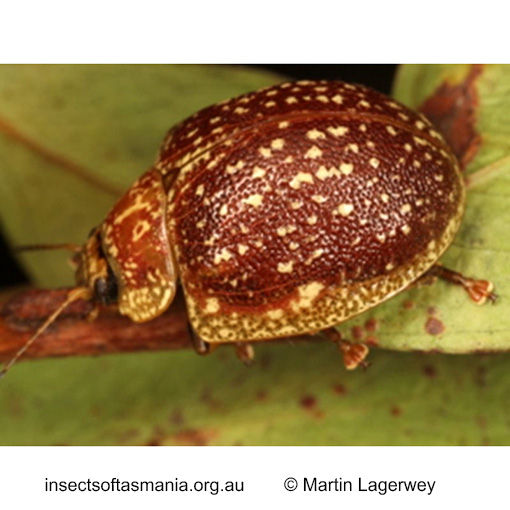 Species image