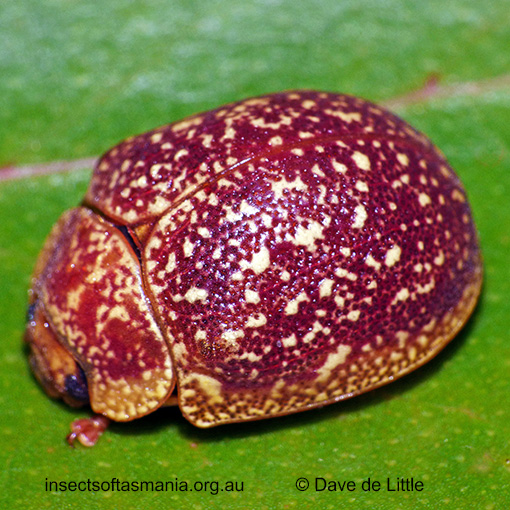 Species image