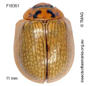 Paropsisterna agricola