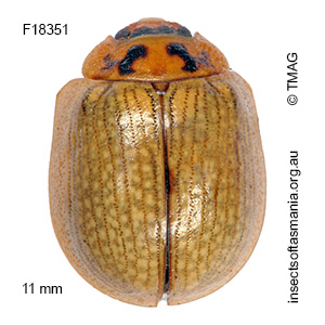 Paropsisterna agricola