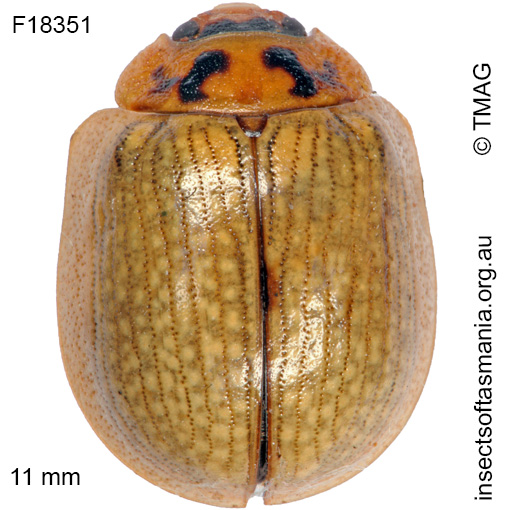 Species image