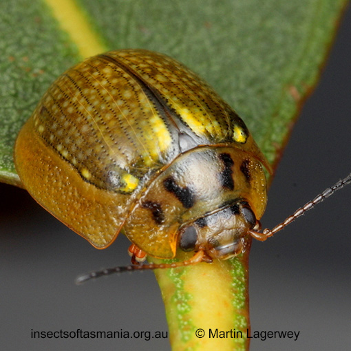 Species image