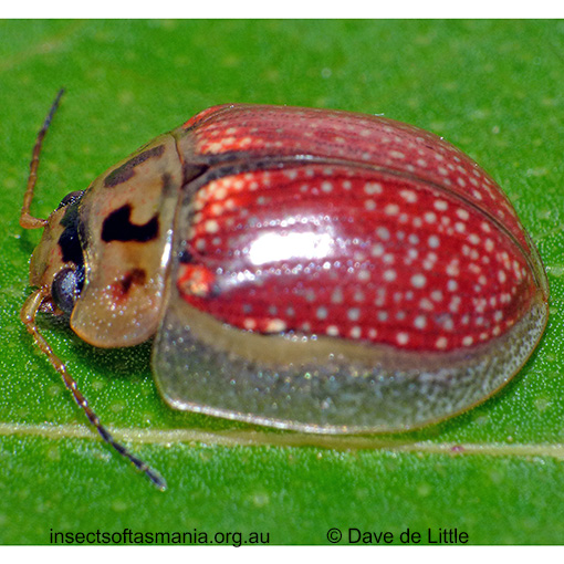 Species image