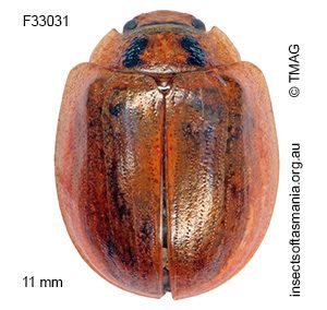 Paropsisterna bimaculata