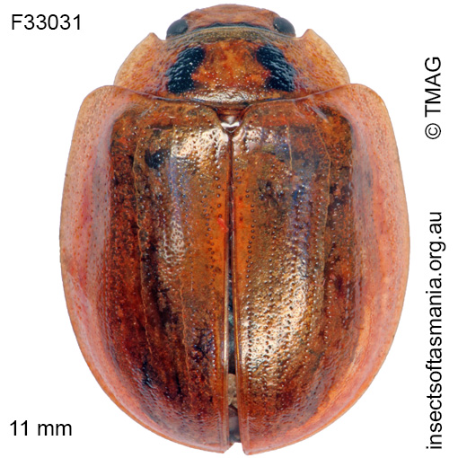 Species image