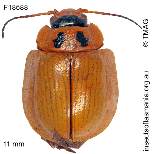 Species image