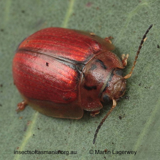 Species image
