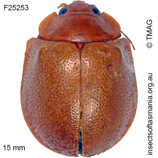 Species image