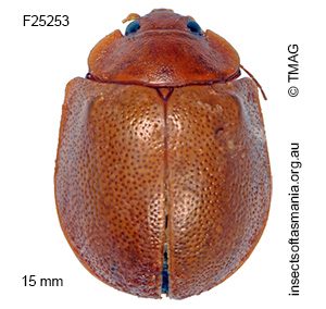 Paropsisterna crocata