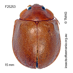 Paropsisterna crocata