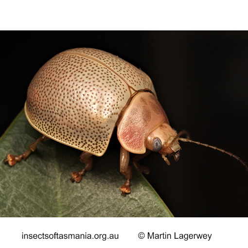 Species image
