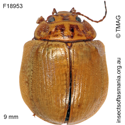 Species image