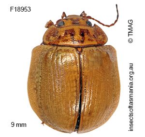 Paropsisterna decolorata