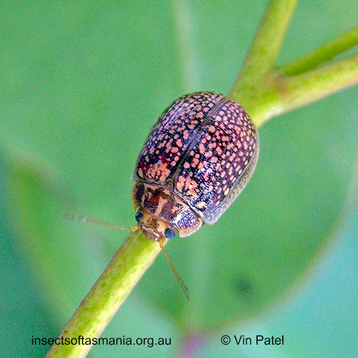 Species image