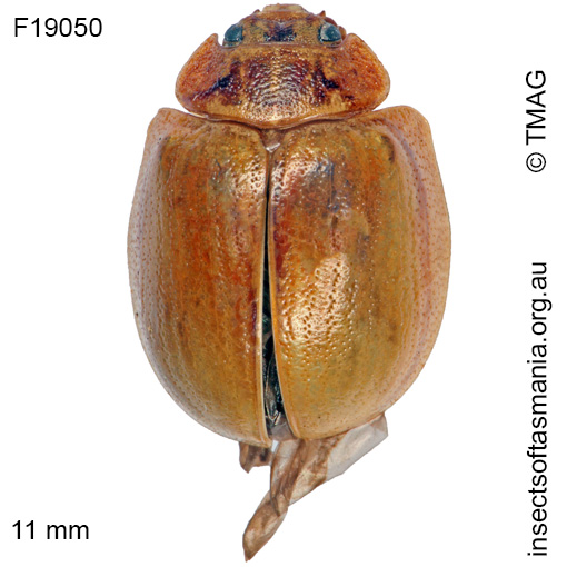 Species image