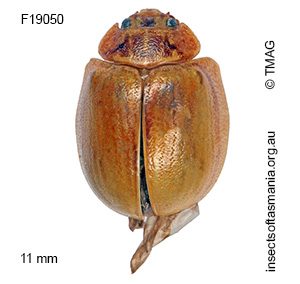 Paropsisterna detrita