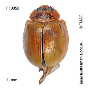 Paropsisterna detrita