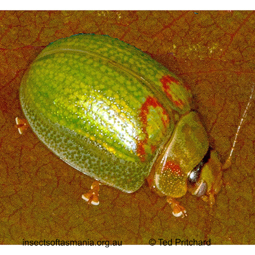 Species image