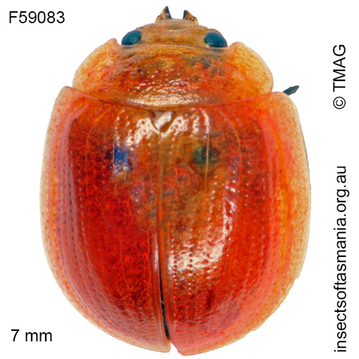 Species image