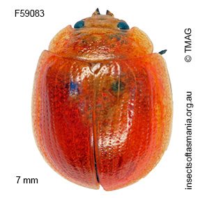 Paropsisterna fastidiosa