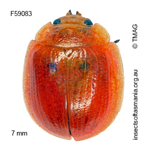 Paropsisterna fastidiosa