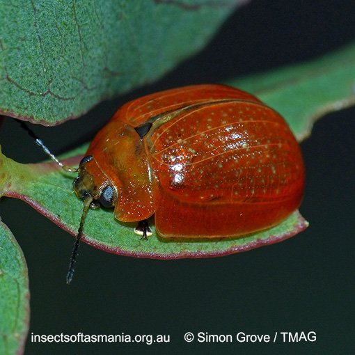 Species image