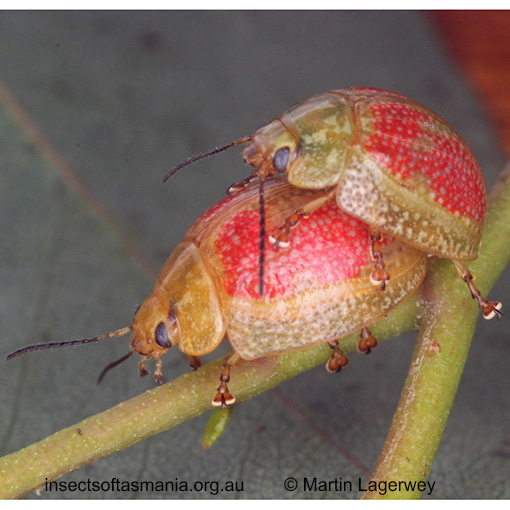 Species image