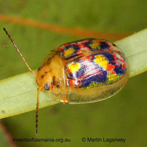 Species image