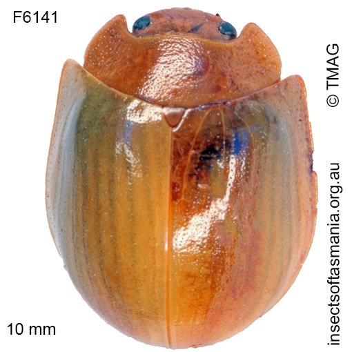 Species image