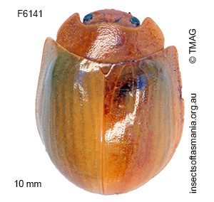 Paropsisterna hectica