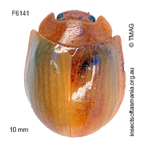 Paropsisterna hectica