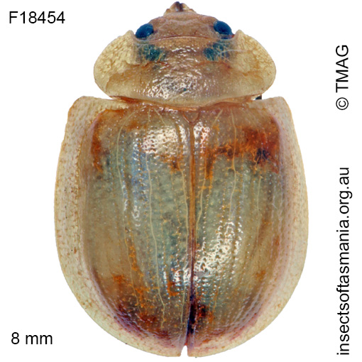 Species image