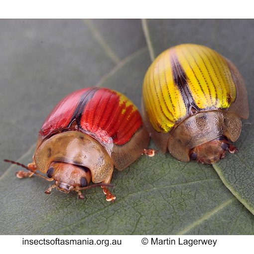 Species image