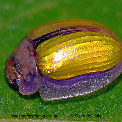 Species image