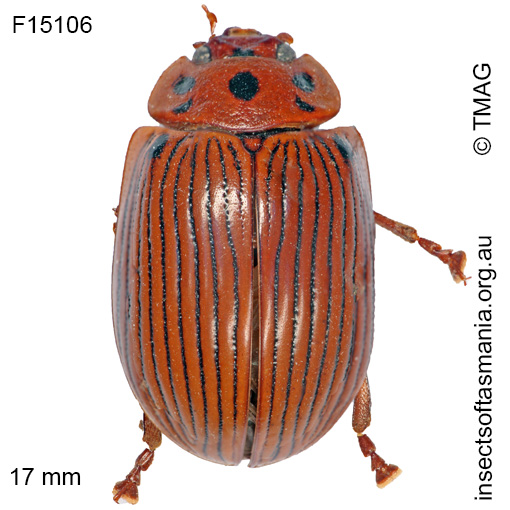 Species image
