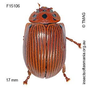 Paropsisterna intacta