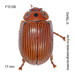 Paropsisterna intacta