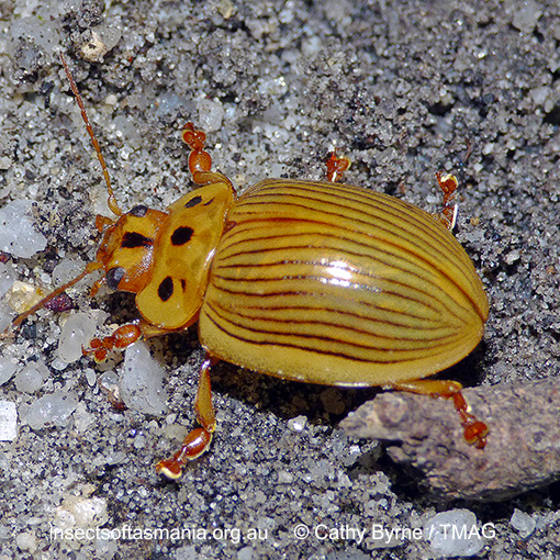 Species image