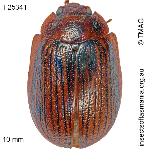 Species image