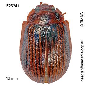 Paropsisterna lignea