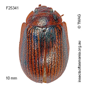 Paropsisterna lignea