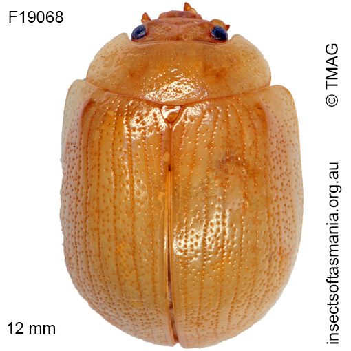 Species image