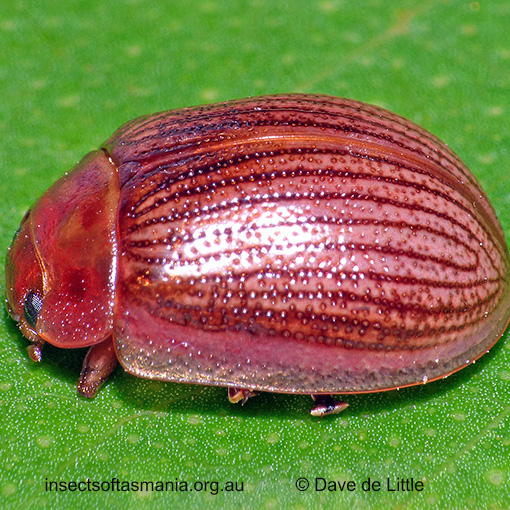 Species image