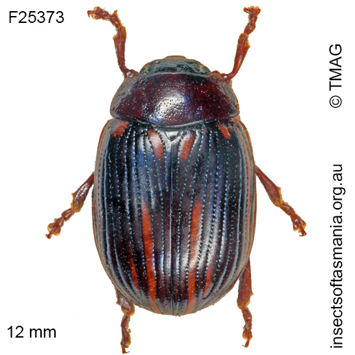 Species image