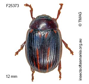 Paropsisterna lineata