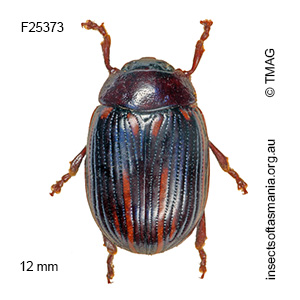 Paropsisterna lineata