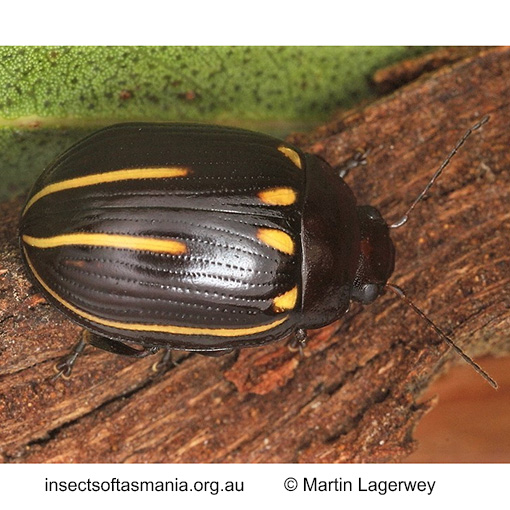 Species image
