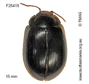 Paropsisterna morio