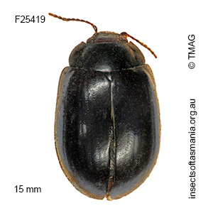 Paropsisterna morio